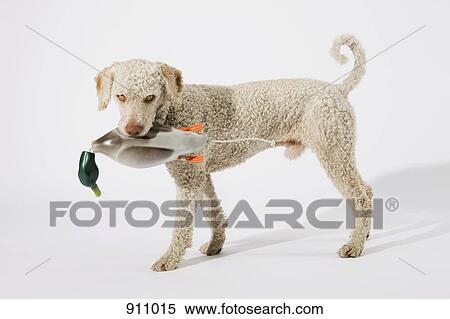 Stock Photography - A Portuguese Waterdog holding a toy duck in its mouth. Fotosearch