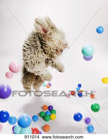 A Portuguese Waterdog jumping amongst falling colored balls View Large Photo Image Picture - A Portuguese Waterdog jumping amongst falling colored balls. Fotosearch
