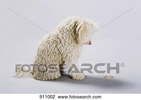 A Portuguese Waterdog looking down at its cut fur on the ground View Large Photo Image Stock Image - A Portuguese Waterdog looking down at its cut fur on the ground. Fotosearch