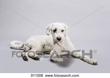 A Portuguese Waterdog lying down View Large Photo Image Stock Photo - A Portuguese Waterdog lying down. Fotosearch