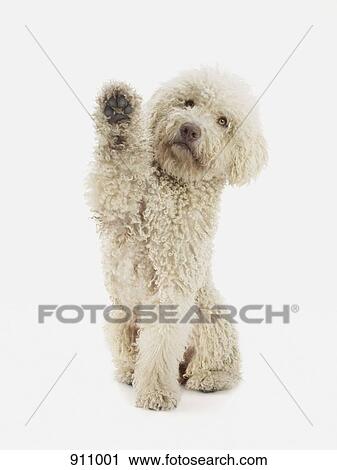 A Portuguese Waterdog raising its front paw View Large Photo Image Stock Image - A Portuguese Waterdog raising its front paw. Fotosearch