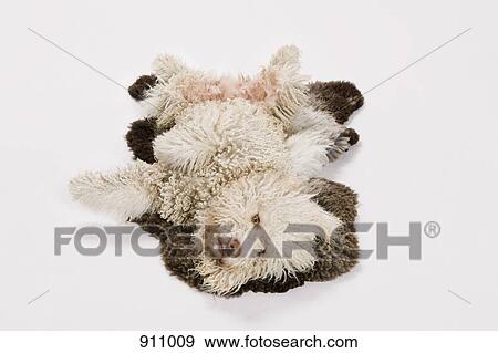 Stock Photo - A Portuguese Waterdog rolling over on a sheepskin rug. Fotosearch