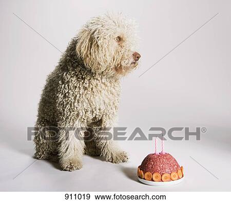 A Portuguese Waterdog sitting by a birthday cake of ground meat View Large Photo Image Stock Photo - A Portuguese Waterdog sitting by a birthday cake of ground meat. Fotosearch