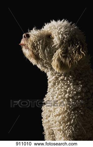 A Portuguese Waterdog sticking its tongue out View Large Photo Image Stock Image - A Portuguese Waterdog sticking its tongue out. Fotosearch