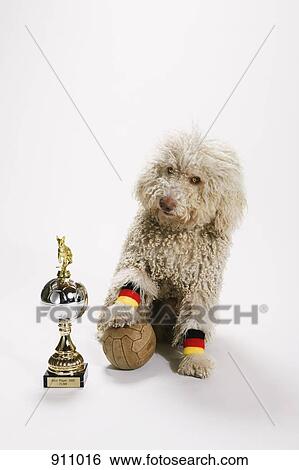 Stock Photograph - A Portuguese Waterdog with its foot on a soccer ball next to a trophy. Fotosearch