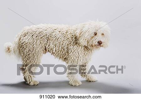 Stock Image - A Portuguese Waterdog with its head down. Fotosearch