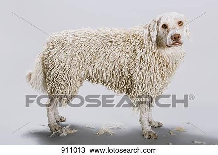 A Portuguese Waterdog with its head shaved View Large Photo Image Stock Image - A Portuguese Waterdog with its head shaved. Fotosearch