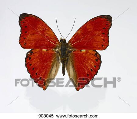 A red butterfly with black markings View Large Photo Image Stock Photography - A red butterfly with black markings. Fotosearch