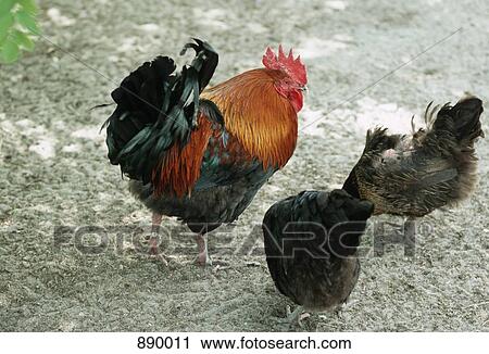 A rooster and two hens View Large Photo Image Stock Image - A rooster and two hens. Fotosearch