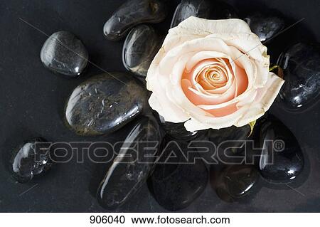 Stock Image - A rose lying on top of hot stone therapy stones. Fotosearch