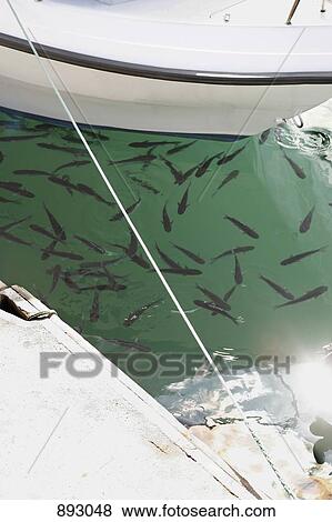 A school of fish swimming near a moored boat View Large Photo Image Stock Photo - A school of fish swimming near a moored boat. Fotosearch