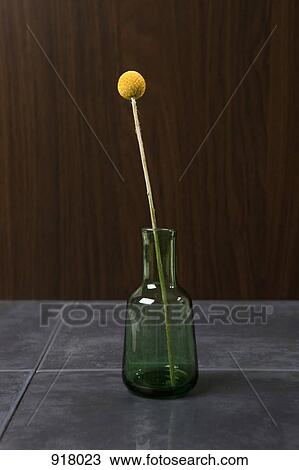 Stock Image - A single Billybutton Daisy (Craspedia). Fotosearch
