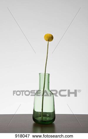 A single Billybutton Daisy (Craspedia) View Large Photo Image Stock Photo - A single Billybutton Daisy (Craspedia). Fotosearch