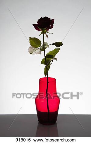 Stock Photograph - A single rose in a vase. Fotosearch