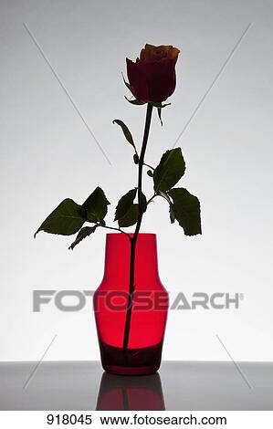 Stock Photography - A single rose in a vase. Fotosearch