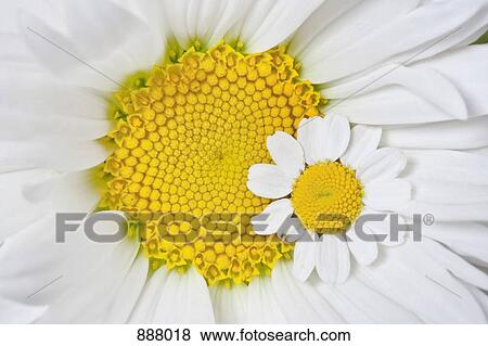 Stock Photo - A small and a large daisy. Fotosearch