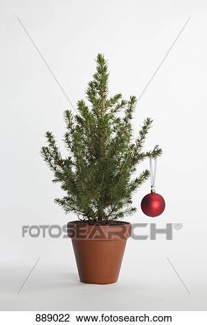 A small Christmas tree decorated with one bauble View Large Photo Image Stock Image - A small Christmas tree decorated with one bauble. Fotosearch