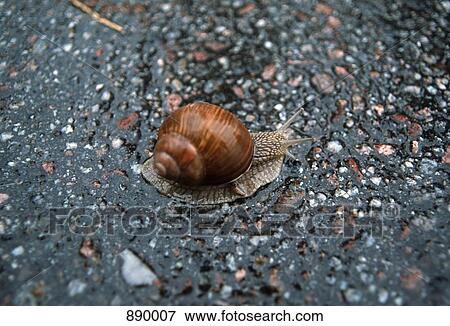 A snail View Large Photo Image Stock Photo - A snail. Fotosearch
