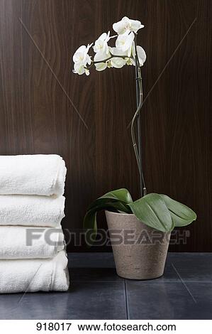 A stack of towels and potted white Moth Orchid View Large Photo Image Stock Photo - A stack of towels and potted white Moth Orchid. Fotosearch