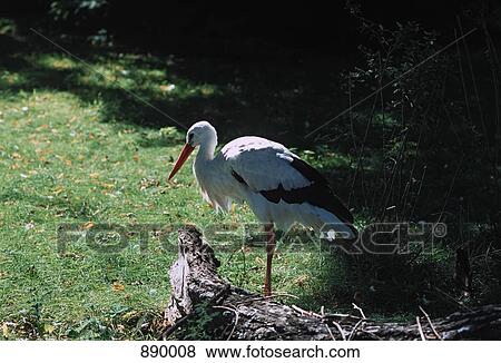 A stork View Large Photo Image Stock Photo - A stork. Fotosearch