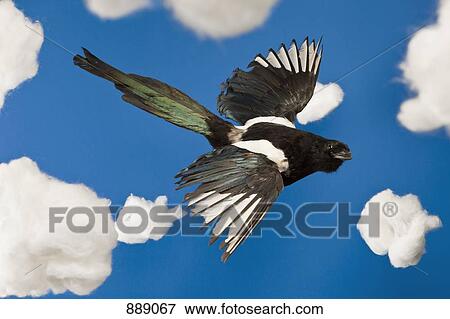 Stock Photo - A stuffed bird flying in a fake sky. Fotosearch