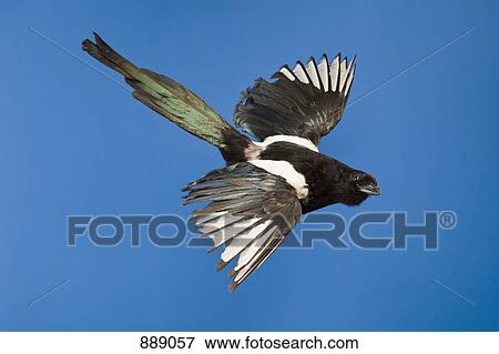 Stock Photo - A stuffed bird flying. Fotosearch