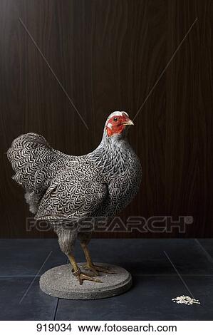 Picture - A stuffed chicken. Fotosearch