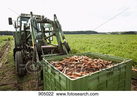 Stock Image - A tractor with a large crate filled with harvested carrots. Fotosearch