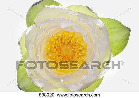 Stock Image - A white flower. Fotosearch