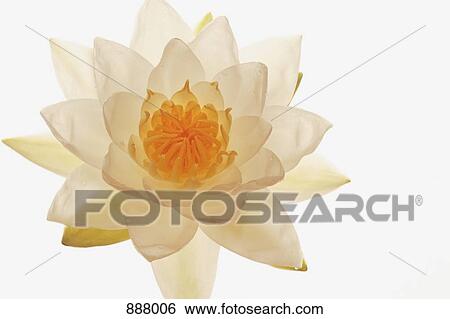 A white lotus flower View Large Photo Image Stock Photograph - A white lotus flower. Fotosearch