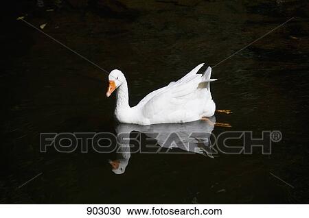 Stock Image - A White Swan Swimming. Fotosearch