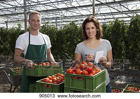 Stock Image - A woman and man standing behind crates of fresh tomatoes working in a greenhouse. Fotosearch