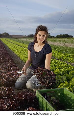 Stock Photograph - A woman harvesting lettuce in a field. Fotosearch