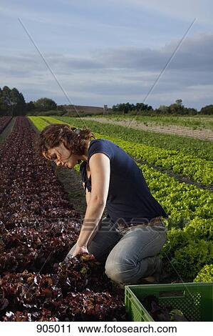 Stock Image - A woman harvesting lettuces in a field. Fotosearch