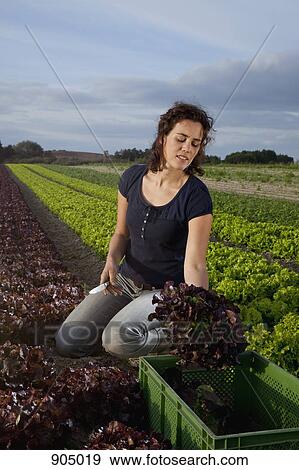 A woman harvesting lettuces in a field View Large Photo Image Stock Photo - A woman harvesting lettuces in a field. Fotosearch
