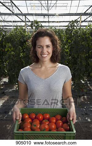 Stock Image - A woman holding a crate of fresh tomatoes in a greenhouse. Fotosearch