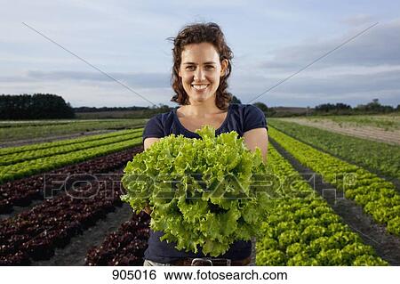 A woman holding a fresh lettuce in a field View Large Photo Image Stock Photograph - A woman holding a fresh lettuce in a field. Fotosearch