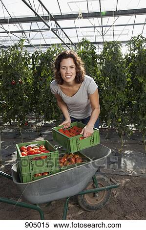 A woman stacking crates of fresh tomatoes in a greenhouse View Large Photo Image Stock Photography - A woman stacking crates of fresh tomatoes in a greenhouse. Fotosearch
