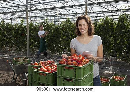 Stock Image - A woman standing behind crates of fresh tomatoes working in a commercial greenhouse. Fotosearch