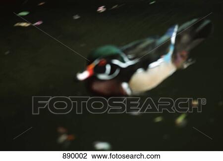 A wood duck View Large Photo Image Stock Image - A wood duck. Fotosearch