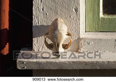 Stock Image - An animal skull on a window sill. Fotosearch