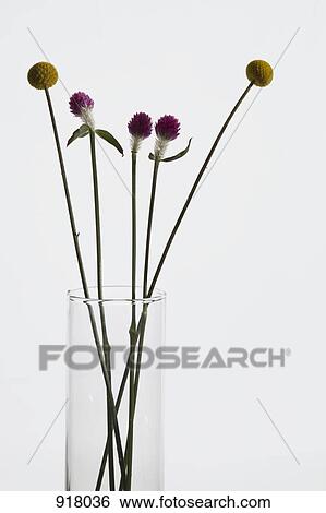 Bunch of Billybutton daisies and Gomphrena flowers in a vase View Large Photo Image Stock Photograph - Bunch of Billybutton daisies and Gomphrena flowers in a vase. Fotosearch