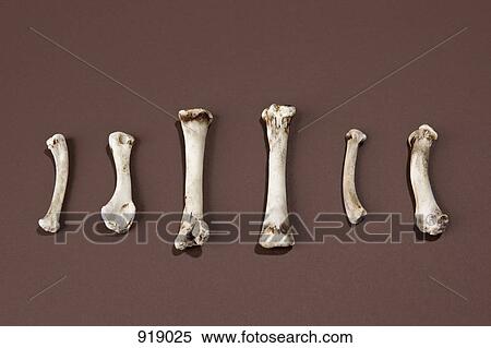 Stock Photography - Chicken bones arranged in a row. Fotosearch
