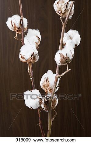Cotton plant with cotton bolls View Large Photo Image Stock Photo - Cotton plant with cotton bolls. Fotosearch