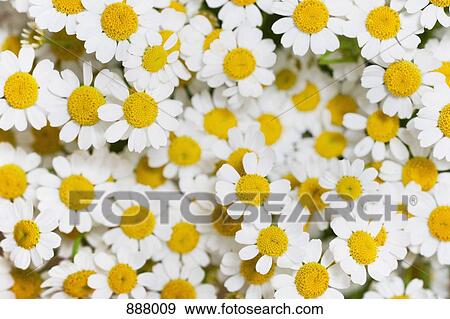 Daisies View Large Photo Image Stock Photo - Daisies. Fotosearch