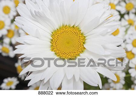 Detail of a daisy View Large Photo Image Stock Image - Detail of a daisy. Fotosearch