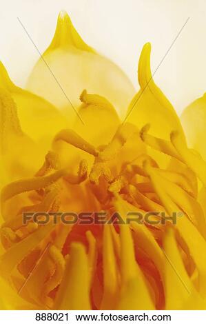 Stock Image - Detail of a lotus flower. Fotosearch