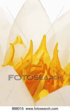 Detail of a lotus flower View Large Photo Image Stock Photography - Detail of a lotus flower. Fotosearch