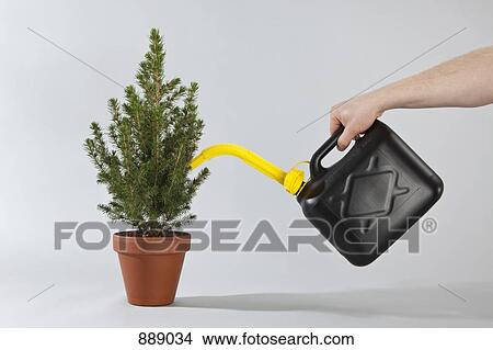 Picture - Detail of a person using an gas can to water a Christmas tree. Fotosearch