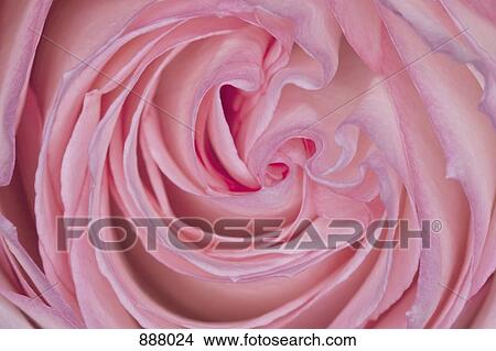 Detail of a pink rose View Large Photo Image Picture - Detail of a pink rose. Fotosearch